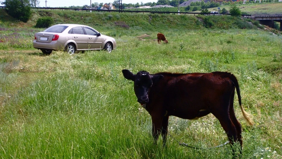 Chevrolet Lacetti Килим-Шевроліт 1.6 5