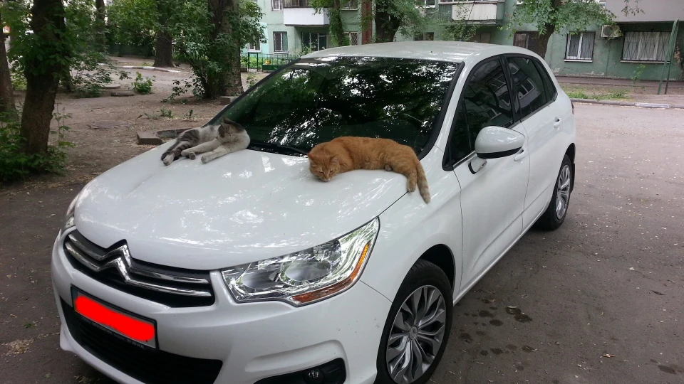 Citroen C4 Француз