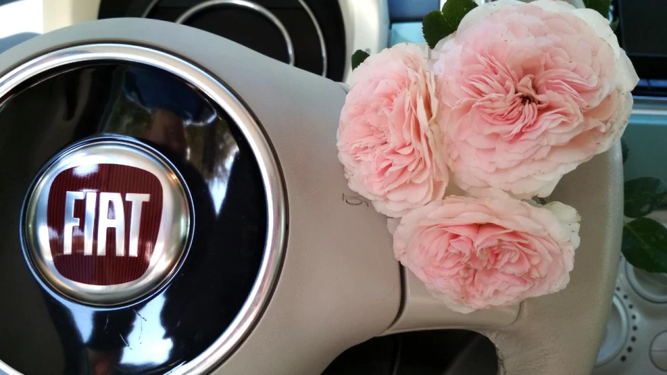 FIAT 500 USA Pepita 2