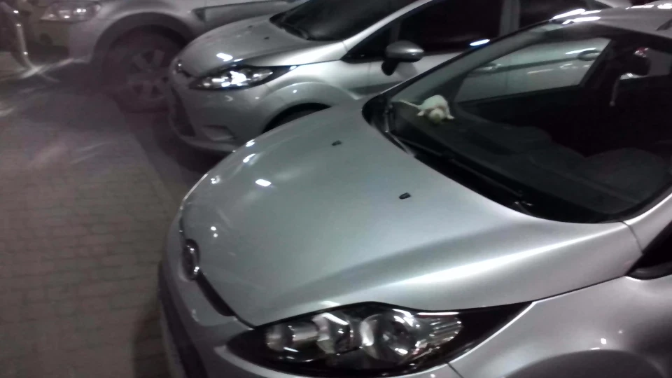 Ford Fiesta Білка 3
