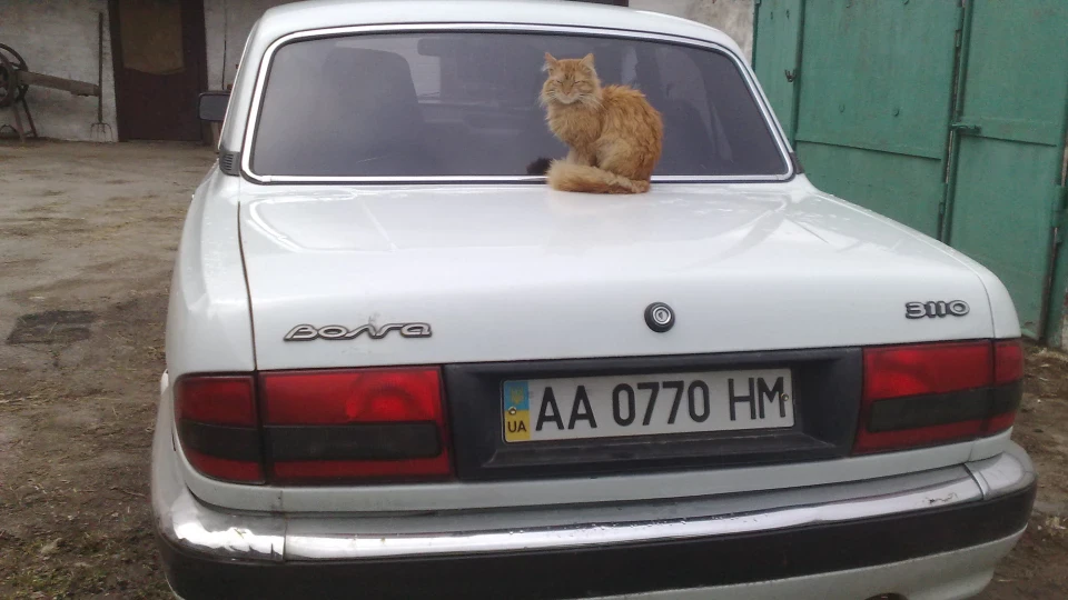 ГАЗ 31 bEElyYy f000lg 2