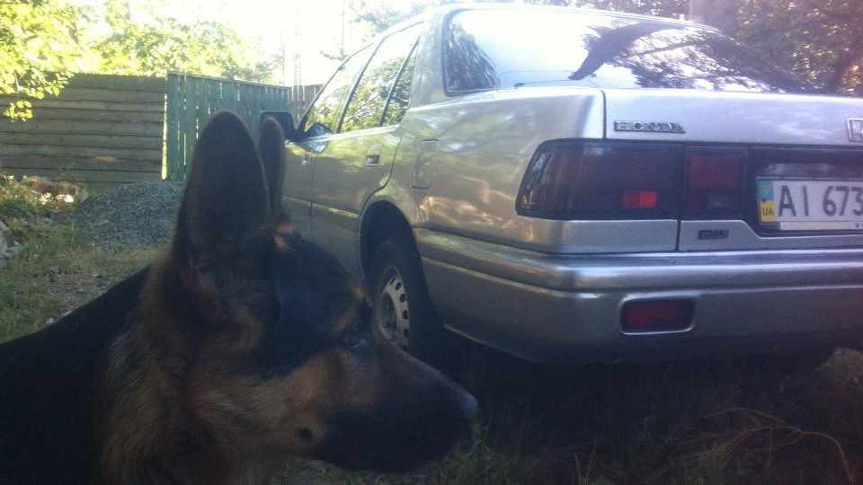 Honda Accord 3 survived)