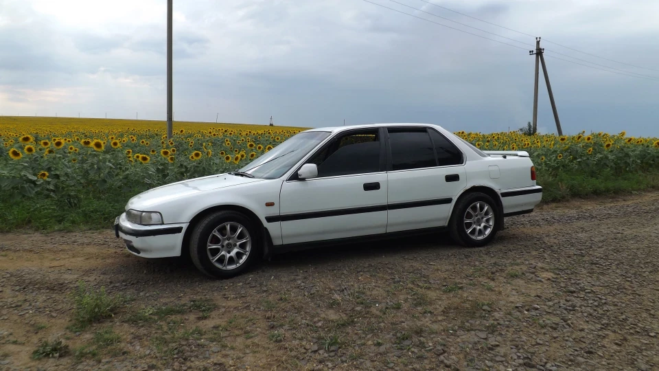 Honda Accord маленький звір)