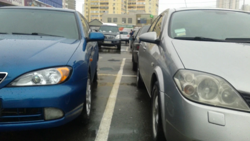 Nissan Primera домашній улюбленець
