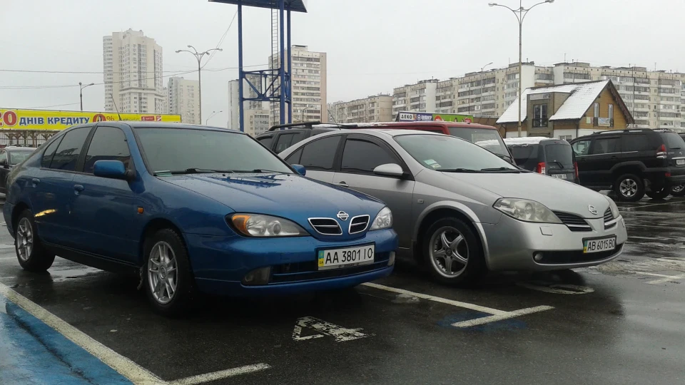 Nissan Primera домашній улюбленець 2