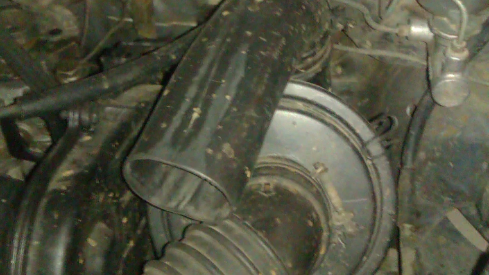 Nissan Sunny синій дракончик 3