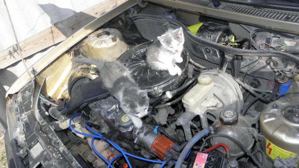 Opel Ascona Стара Черепаха 4