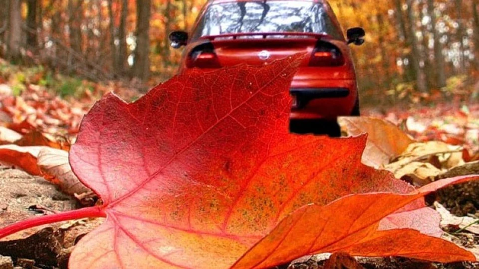 Opel Tigra ЧЕРВОНА КОШКА 2
