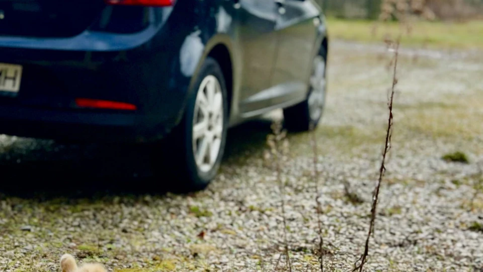 SEAT Ibiza Іспанець
