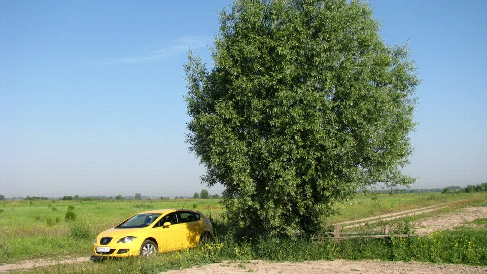 SEAT Leon LeonИД Yazik Edition 3