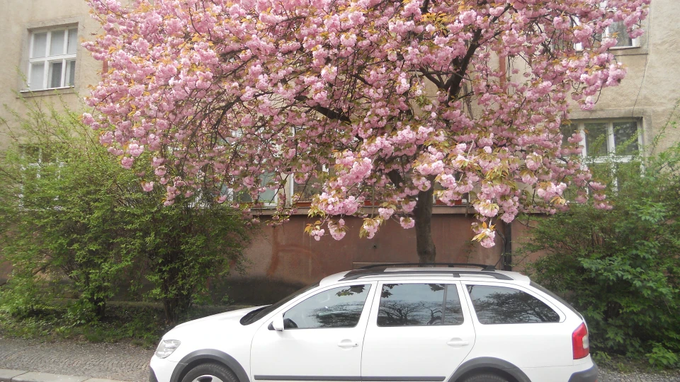 Skoda Octavia Scout 3
