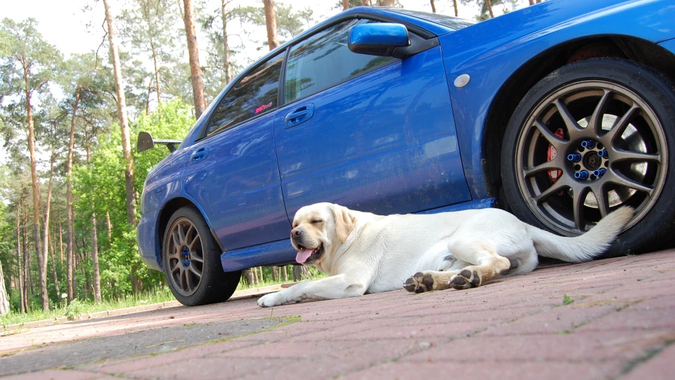 Subaru Impreza WRX АртиСтична 5