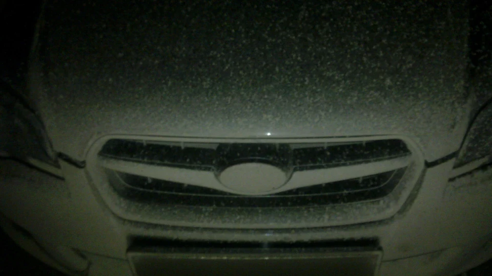 Subaru Legacy black bird 3