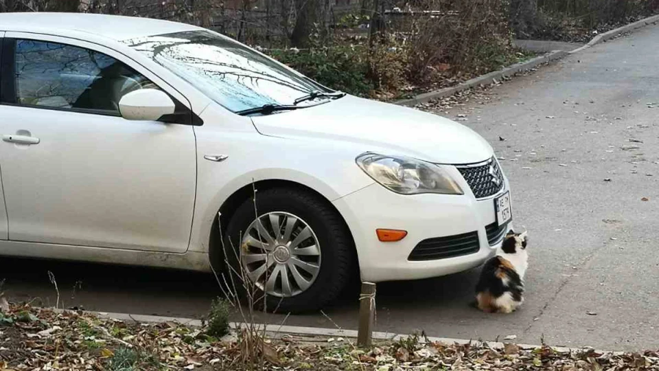 Suzuki Kizashi