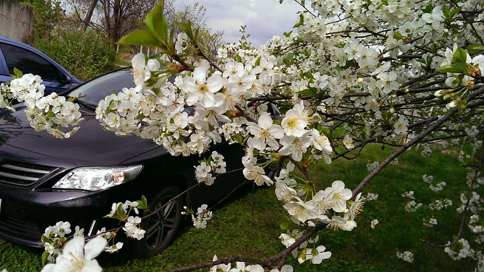 Toyota Corolla засмагла японка 2