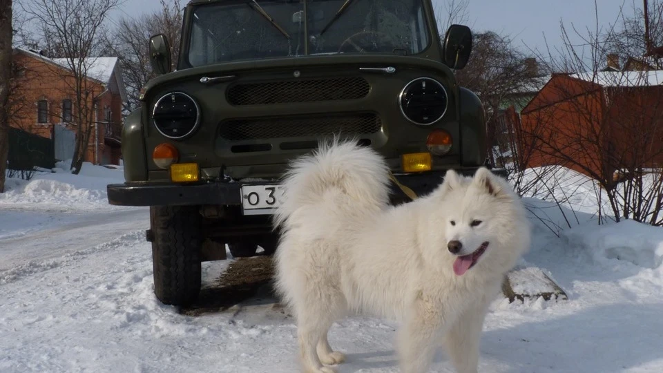 УАЗ 469 СІКАЧ