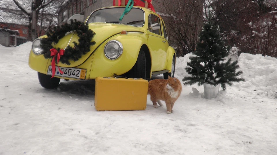Volkswagen Beetle Маестро 3
