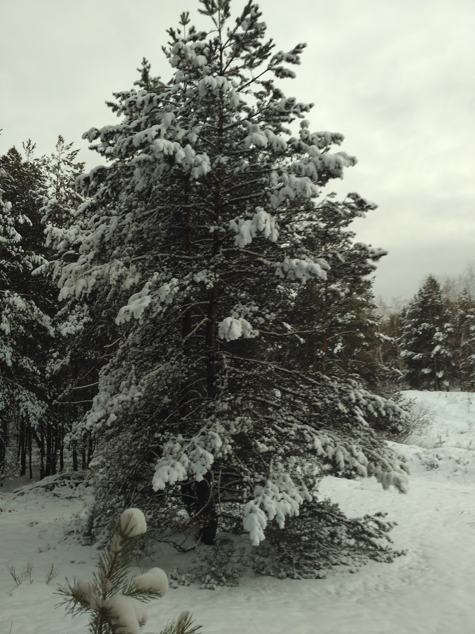 Quattro - зима)) 4