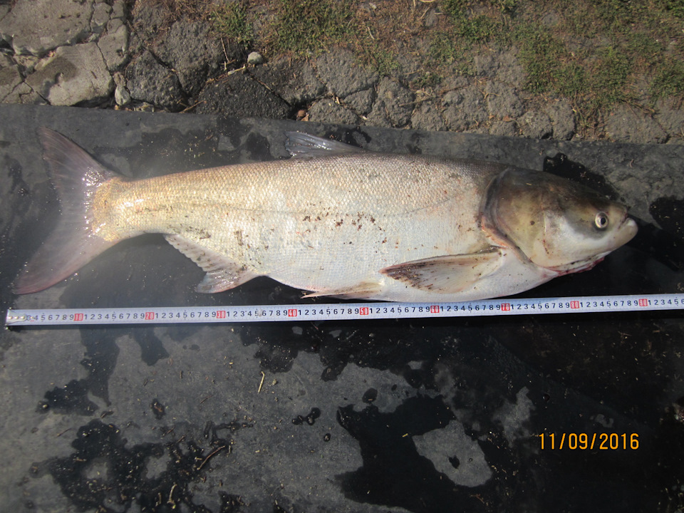 порибачив 2 5