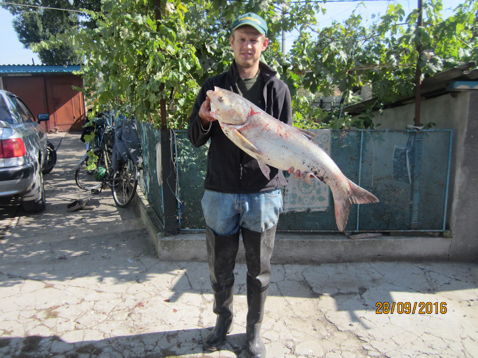 порибачив 3 1
