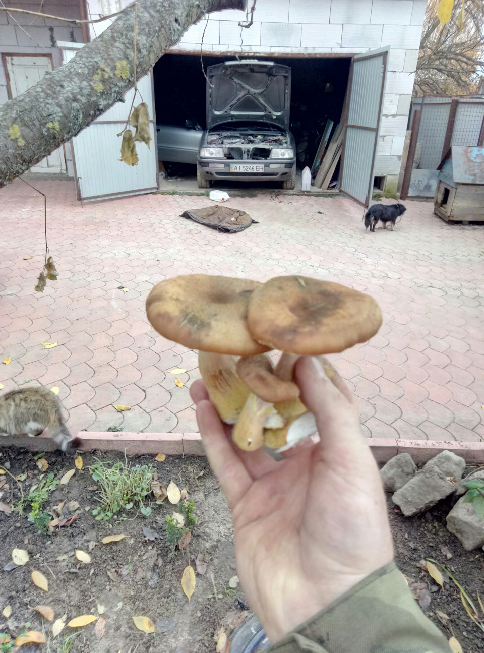 Заміна Патрубка ОЖ та моторчика з трапецією двірників! 2