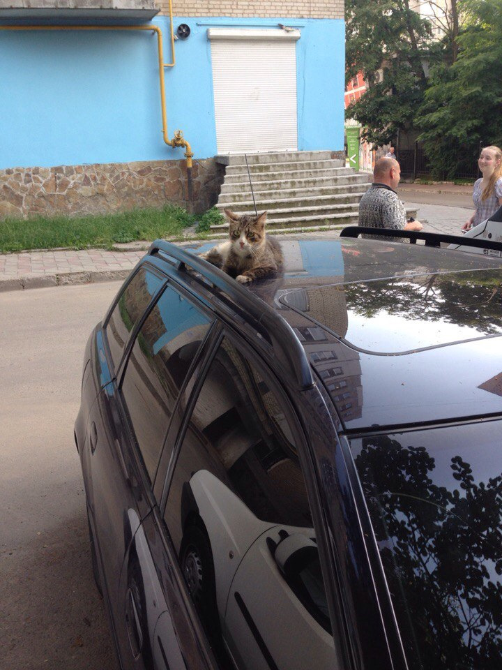 Котик. 1