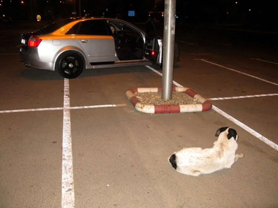 Прикол із собакою