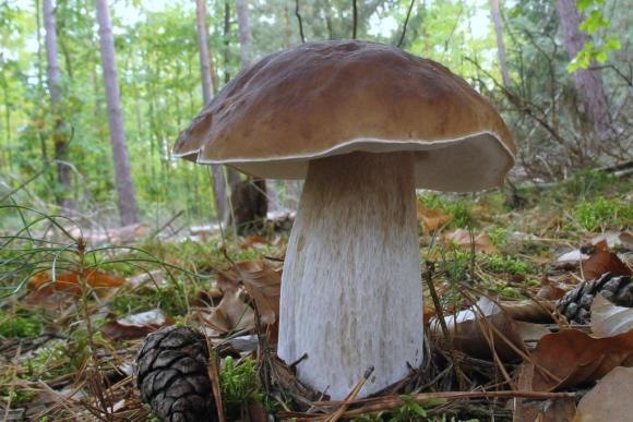 Куй залізо - поки не вдарили морози (вилазка в ліс за грибами). 1