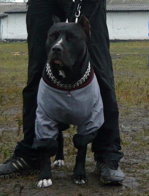 4 золота + кубок) 5