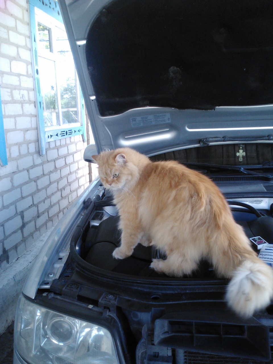 Кошарус автомеханік 1