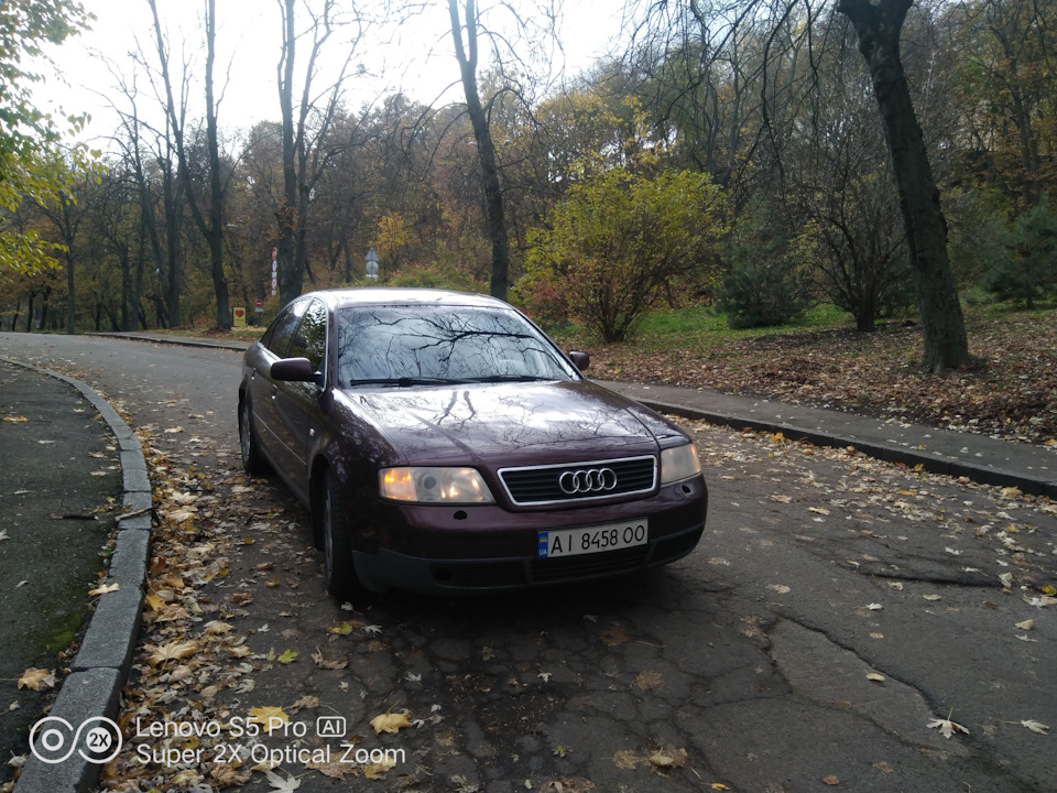 Осіння черепашка 1