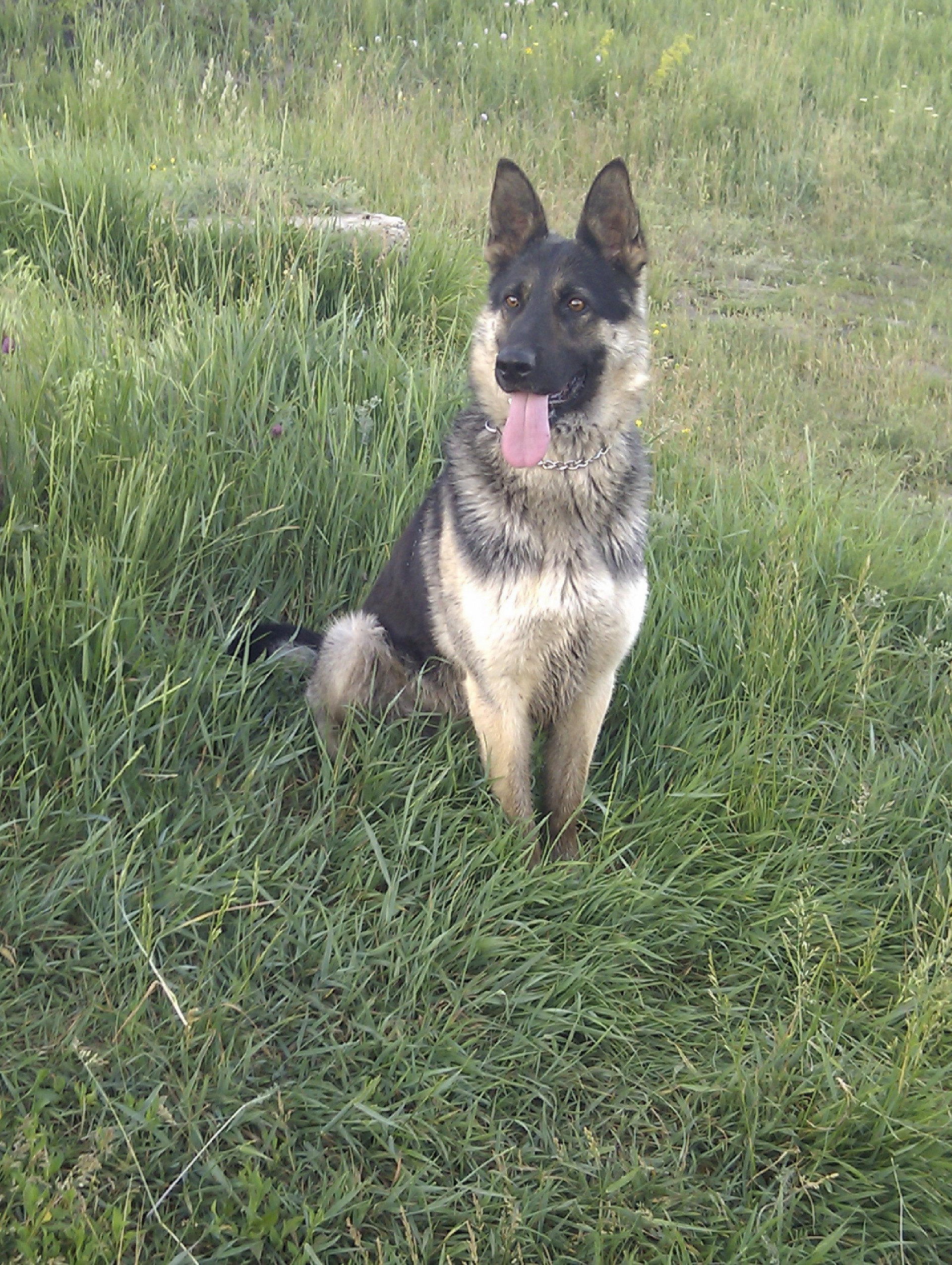 Цезар) 3