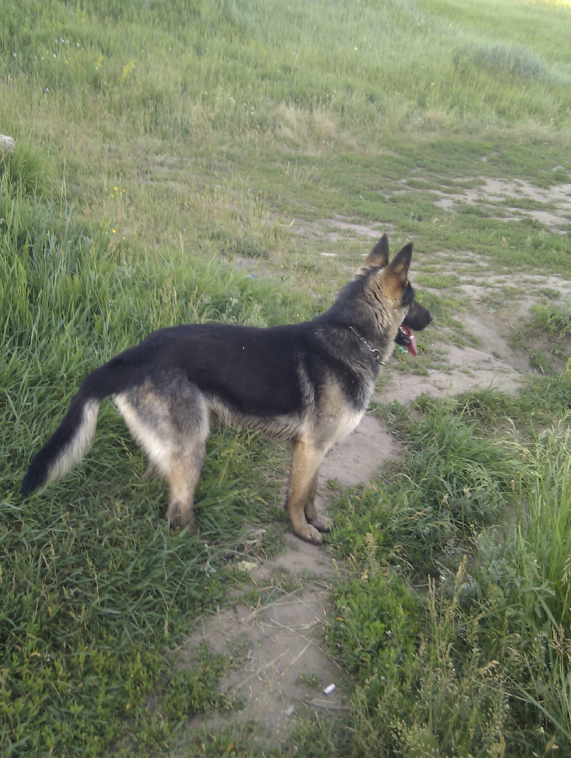 Цезар) 1