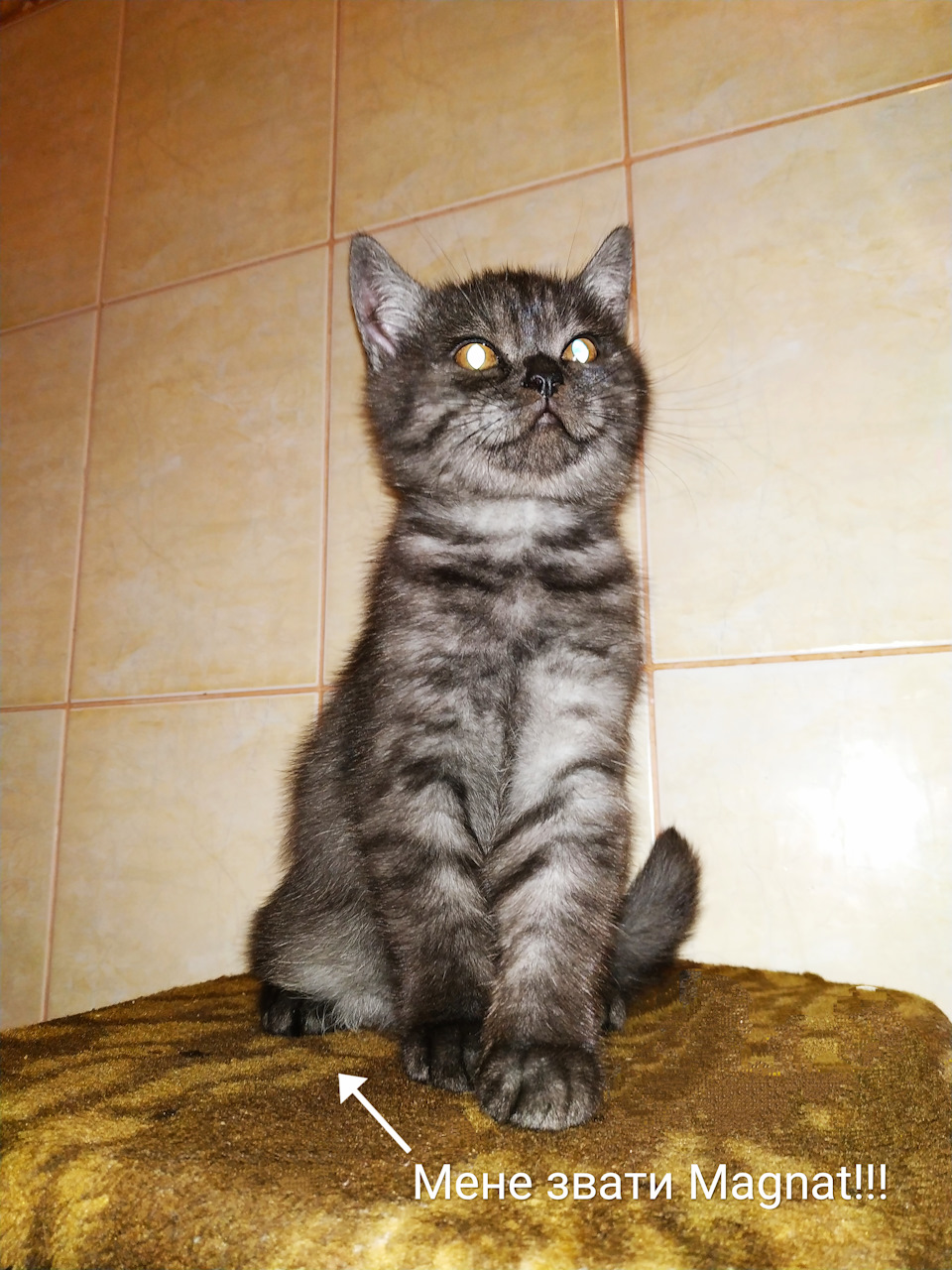 Принесли додому 🐈! 1