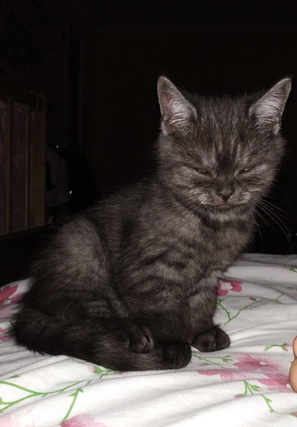 Принесли додому 🐈! 3