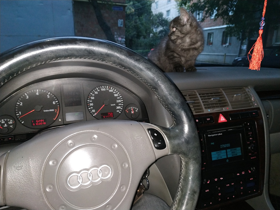Принесли додому 🐈! 2