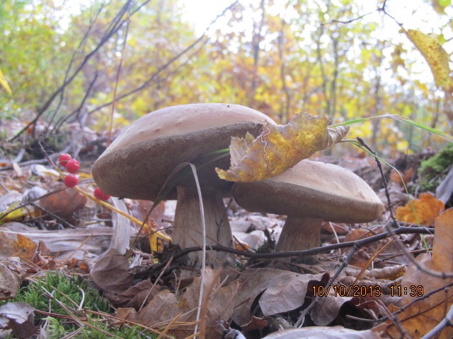 за грибами 3