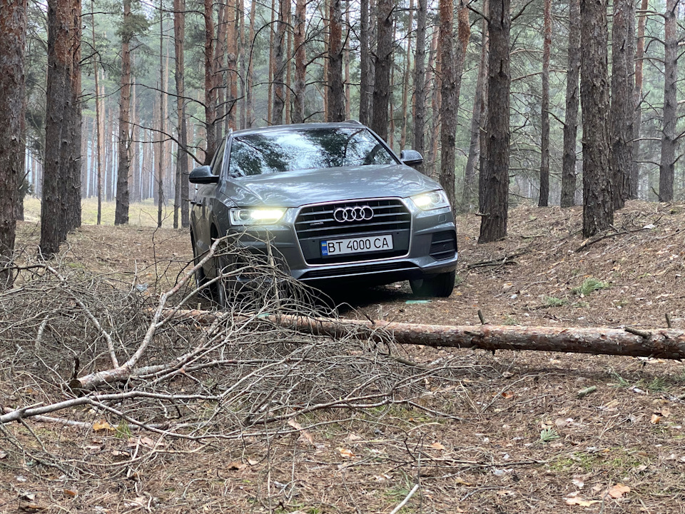 Ronal 1291 у сосновому лісі! 1