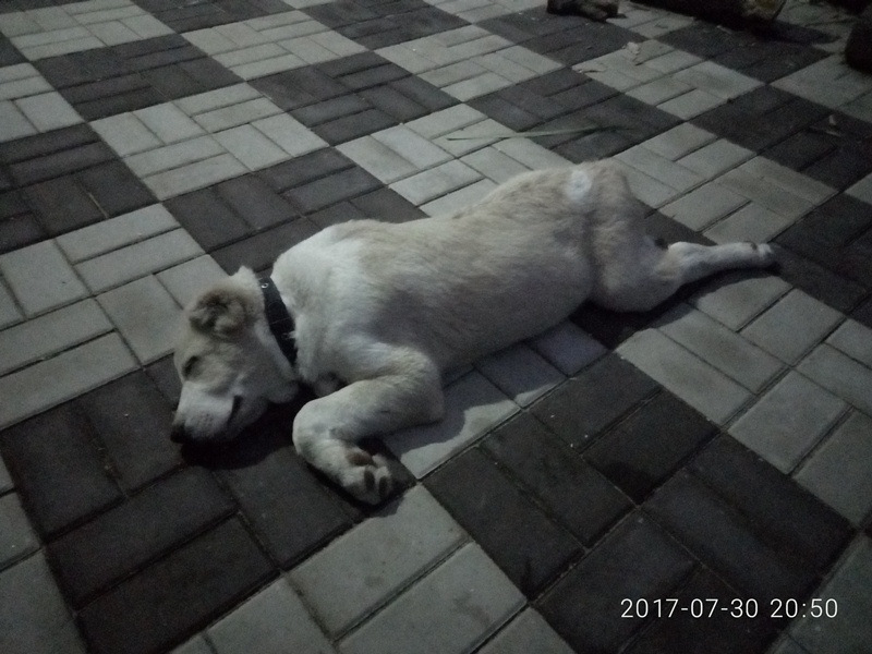 : «Новий замок, старий, Умка». 2
