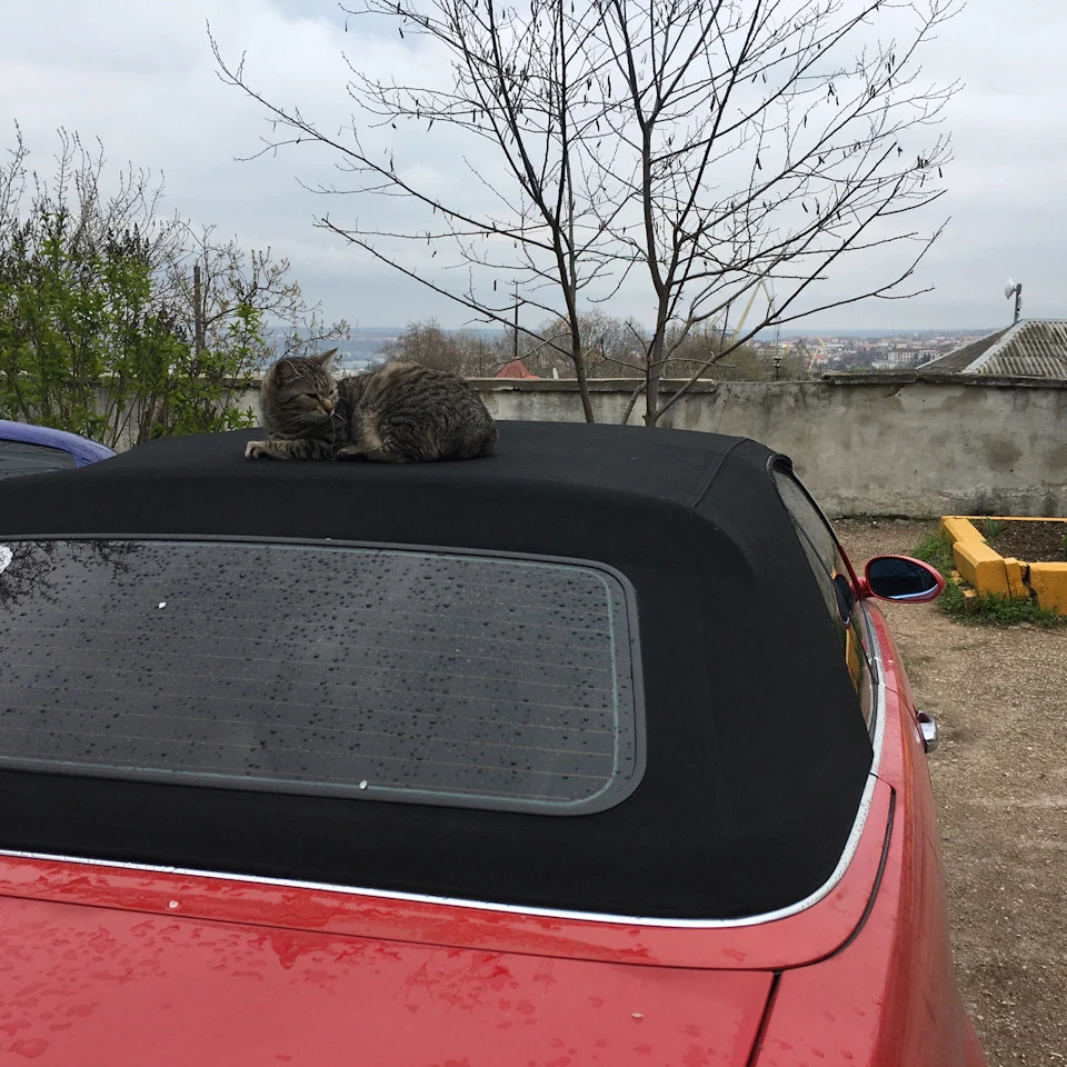 Піст кохання котейок до бмв