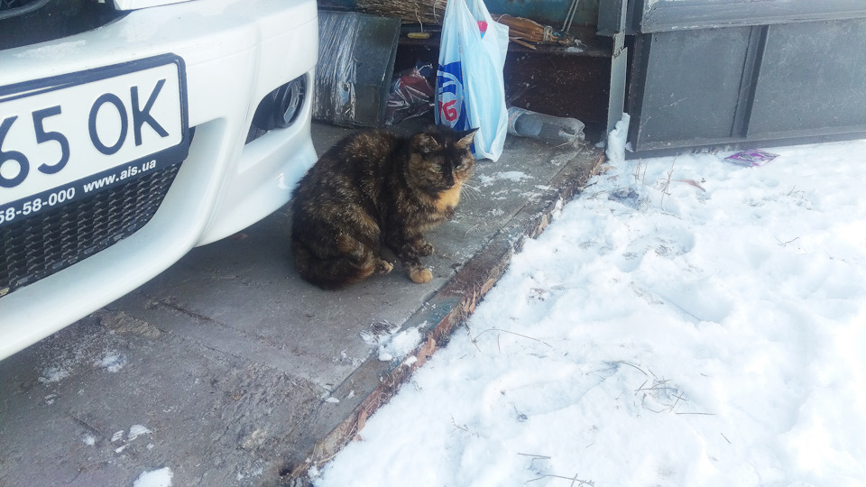 Коте теж люблять bmw) 5