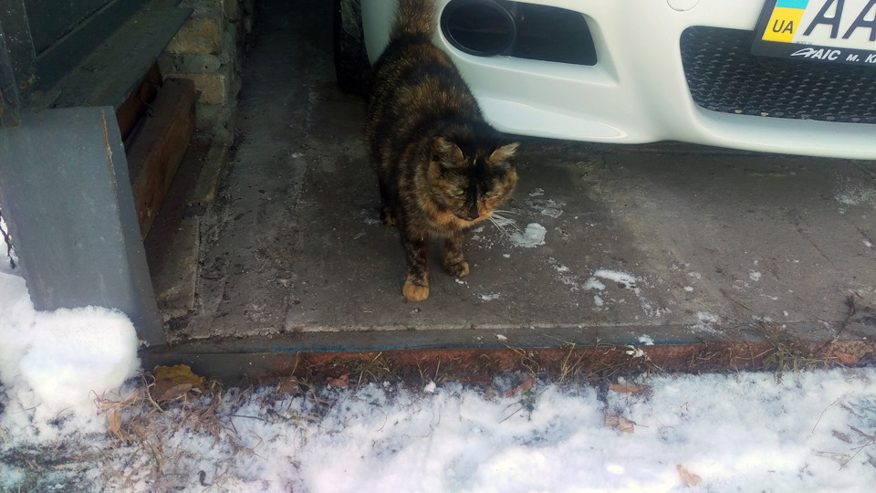 Коте теж люблять bmw) 1