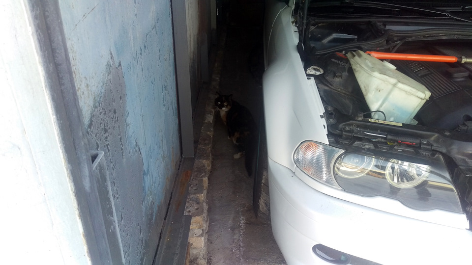 Коте теж люблять bmw) 3