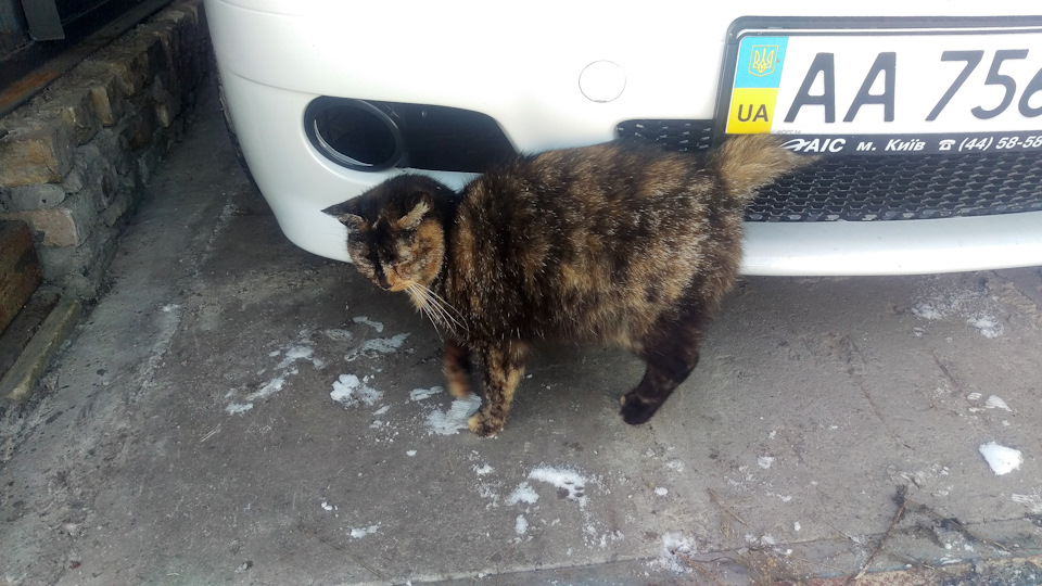 Коте теж люблять bmw) 2