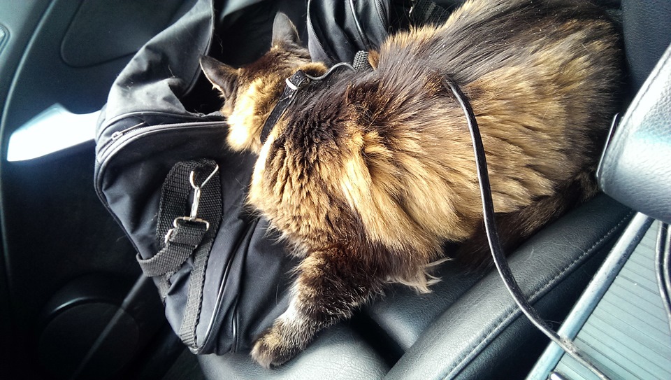 Котяра в BMW) 1