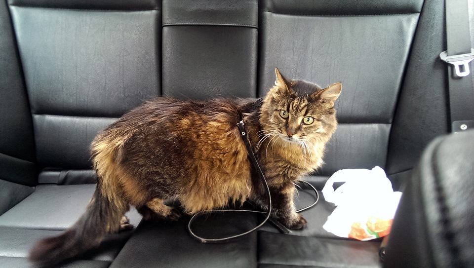 Котяра в BMW) 4