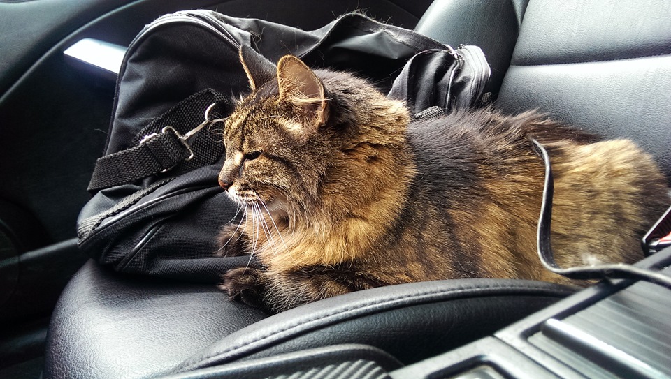Котяра в BMW) 2