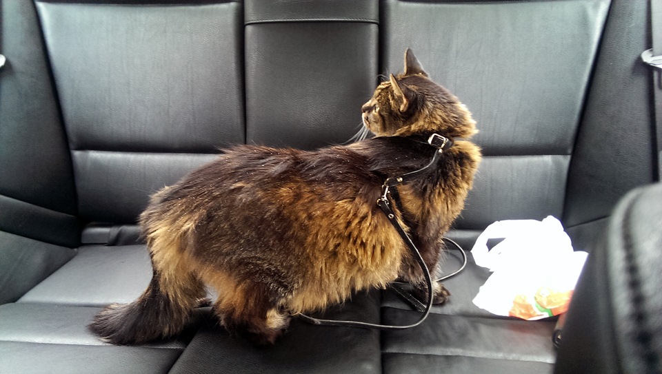 Котяра в BMW) 3