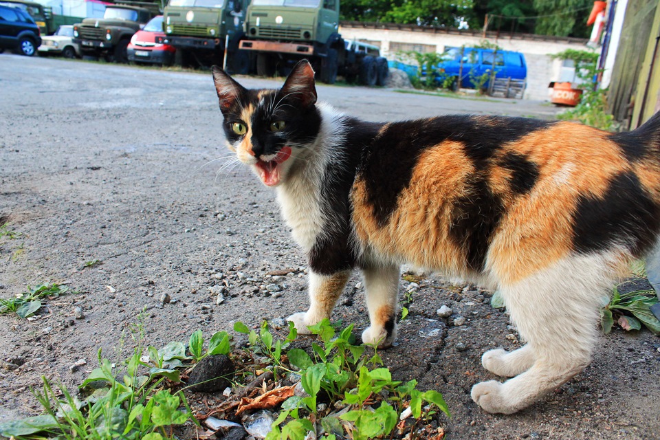 Новий котяра в гаражі) 3