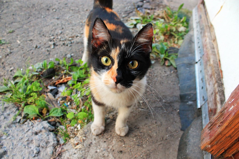 Новий котяра в гаражі) 1